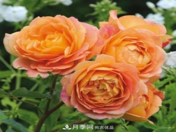 兩廣福建應(yīng)該種什么月季品種？
