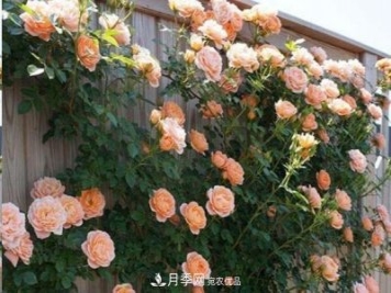 廣東種月季，首選這15個(gè)品種，一年花開(kāi)10個(gè)月！