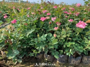 南陽樹狀月季，大花月季，基地直銷，貨源充足，推薦南陽月季