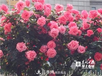 樹狀月季很養(yǎng)眼，云南昆明上萬株高稈月季熱情綻放