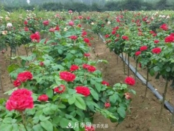 小型樹樁月季，小月季樹批發(fā)價格