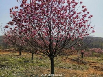 玉蘭之鄉(xiāng)，紫玉蘭紅玉蘭白玉蘭廣玉蘭二喬玉蘭的區(qū)別和價格