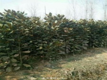 南陽(yáng)玉蘭基地，廣玉蘭苗木繁育技術(shù)