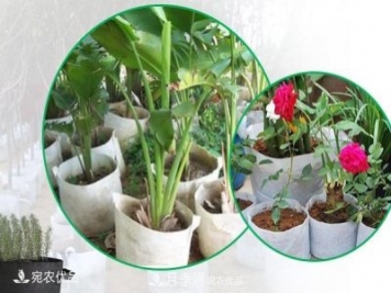 南陽月季苗木花卉美植袋植樹袋廠家批發(fā)價(jià)