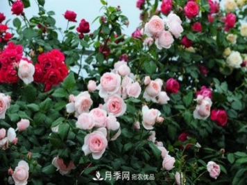 耐熱月季，廣東適合種什么月季？