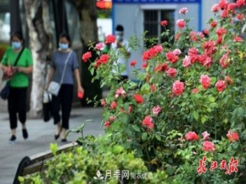 烈日下，武漢城區(qū)月季盛情開放(圖集)