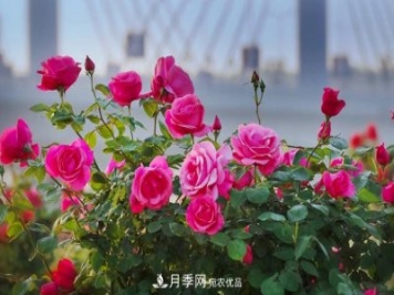 中國(guó)南陽(yáng)特產(chǎn)：石橋月季