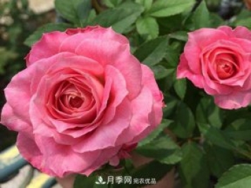 最齊全的適合陽臺養(yǎng)的月季品種系列，來看一看