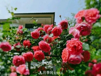 月季拱門很漂亮，用大游行藤本月季月品種制作很適合