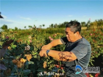 月季很美，兵支書很贊，山東萊州任尚泉走出最美致富路