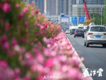 百萬月季集中綻放 “5朵金花”將齊放國(guó)慶 扮靚江城武漢