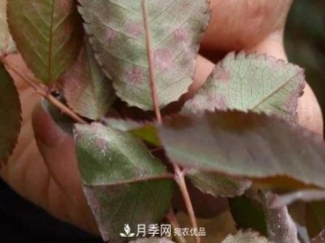 月季葉子上有一層白霜怎么辦？是白粉病嗎