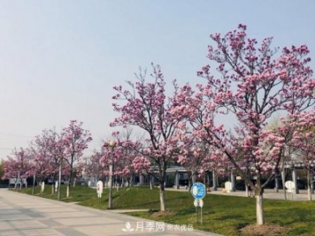 上海閔行有座公園 1357棵品種玉蘭樹惹人愛