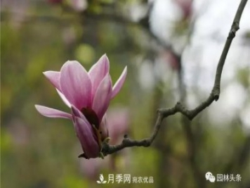 河南南陽(yáng)南召：玉蘭月季等優(yōu)勢(shì)鄉(xiāng)土花木行情喜人