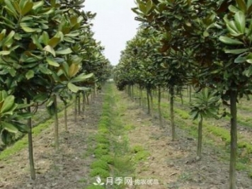 南陽南召廣玉蘭苗木栽培注意事項