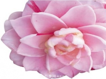 浙江金華婺城區(qū)竹馬鄉(xiāng)茶花產(chǎn)業(yè)綻放“花經(jīng)濟”