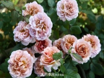 10種復古色月季，氣質(zhì)炸裂！花友值得入手！