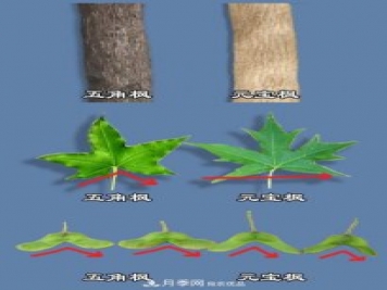 只用一張圖片，讓你馬上分清五角楓和元寶楓的區(qū)別