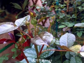 月季的常備藥品有哪些？收好了！