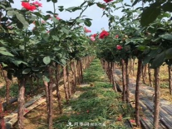 青海樹狀月季苗圃培育，月季嫁接栽培技術(shù)