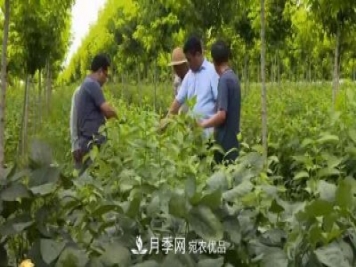 河南商丘男子種苗木，半年營業(yè)額達3000萬