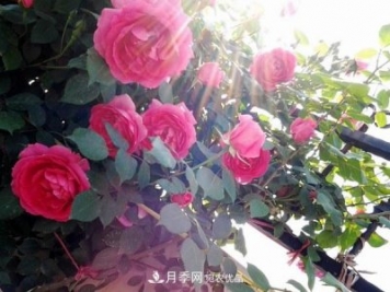 藤本月季大游行和粉色達(dá)芬奇優(yōu)缺點(diǎn)是什么？