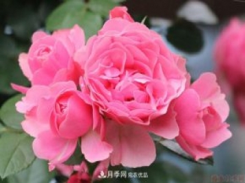 藤本月季粉色達芬奇的優(yōu)缺點是什么？