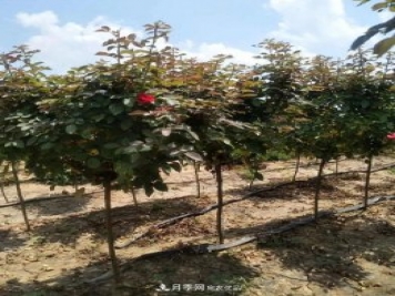 供應(yīng)各種規(guī)格的樹狀月季，樹樁月季，小青桿月季