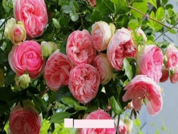 月季花愛長個開花多，養(yǎng)上2-3年就成“花墻”，值得擁有