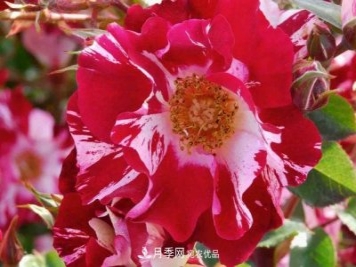 一年開360天！這個獲得AARS大獎的藤本月季簡直逆天！