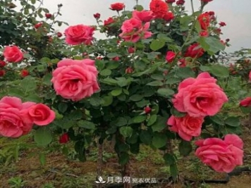公園樹狀月季，景區(qū)樹狀月季，樹狀月季苗批發(fā)基地