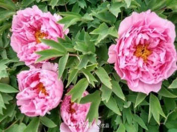 洛陽牡丹花種植中的一點小建議，有幫助必看