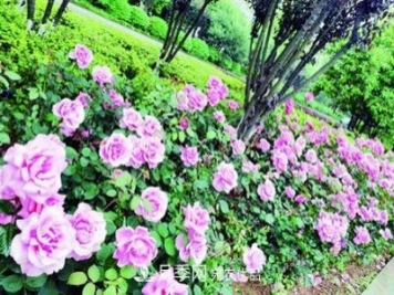 衡陽萬株月季盛放，美了衡州大道