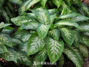 萬年青有哪些品種，萬年青的品種圖片大全