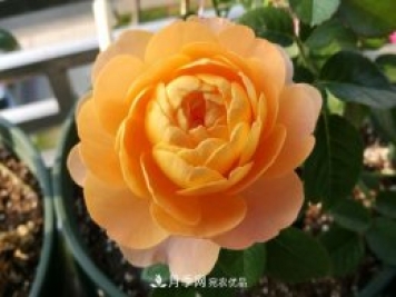果汁陽(yáng)臺(tái)月季Juicy Terrazza推薦
