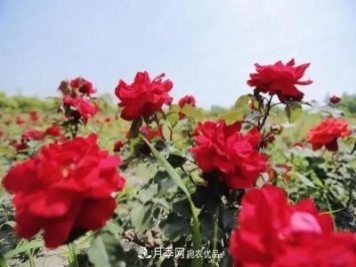 上海松江10萬平方米月季小鎮(zhèn)9月底完工，十一等你來打卡