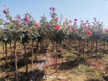 河北樹狀月季批發(fā)基地，品種月季產(chǎn)地直供價格表