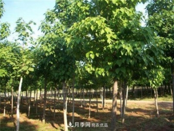 看木王楸樹的歷史，南陽楸樹苗木基地供應(yīng)