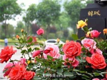 月季之都，陜西韓城市打造月季花海文化名城(相冊)