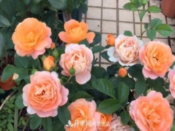 果汁陽(yáng)臺(tái)月季好養(yǎng)嗎，一年開(kāi)幾次花？