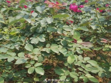 月季苗，月季花，品種齊全暢銷全國市花城市