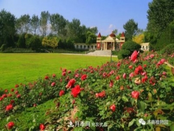 金秋花兒姹紫紅，山東濟(jì)南植物園萬株月季與您“約會”佳節(jié)