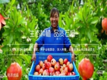 南陽(yáng)淅川萬畝突尼斯軟籽石榴基地