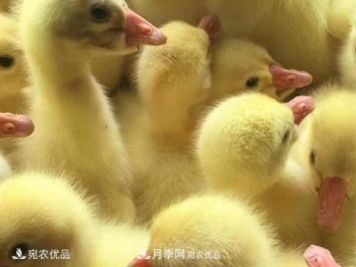 南陽脫溫鵝苗孵化廠 南陽鵝苗孵化基地直銷價(jià)格