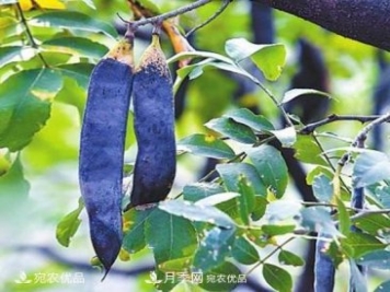 全國(guó)八成皂角集散地 南陽(yáng)南召土門村“剝”出億元大產(chǎn)業(yè)