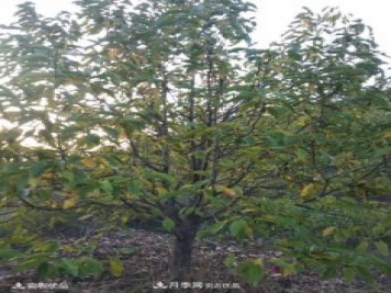 中國(guó)辛夷之鄉(xiāng)，南召辛夷花樹(shù)的介紹