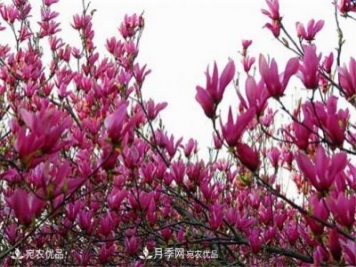 中國(guó)辛夷之鄉(xiāng)，帶你看看什么是南陽(yáng)南召辛夷花