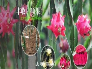 河南南陽紅心火龍果苗批發(fā)