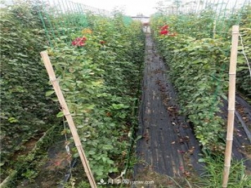 月季網(wǎng)片，藤本造型，月季花墻批發(fā)價格