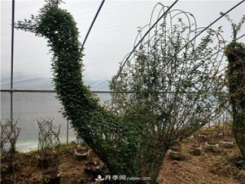 動(dòng)物造型月季，十二生肖奇型造型月季
